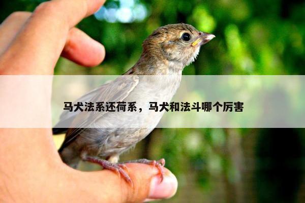 马犬法系还荷系，马犬和法斗哪个厉害