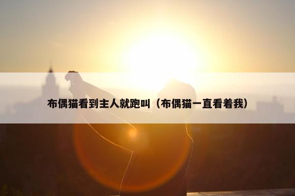 布偶猫看到主人就跑叫（布偶猫一直看着我）