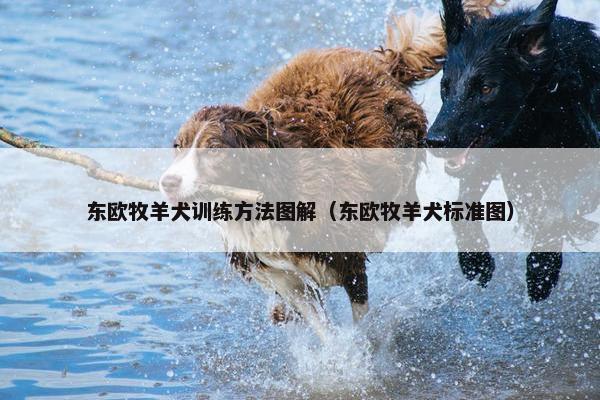 东欧牧羊犬训练方法图解（东欧牧羊犬标准图）
