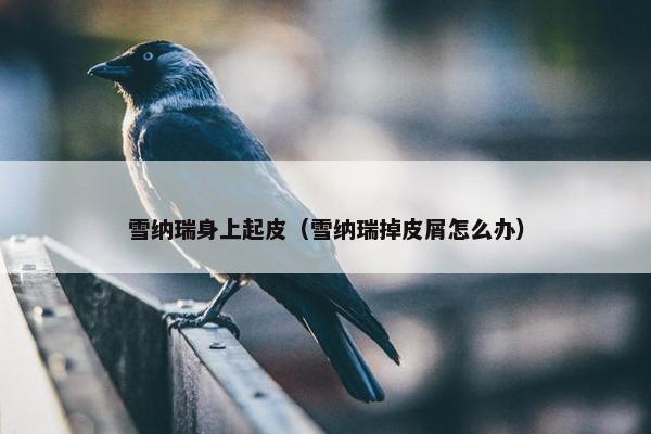 雪纳瑞身上起皮（雪纳瑞掉皮屑怎么办）