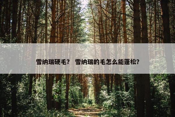 雪纳瑞硬毛？ 雪纳瑞的毛怎么能蓬松？