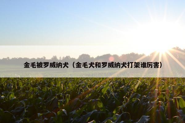 金毛被罗威纳犬（金毛犬和罗威纳犬打架谁厉害）