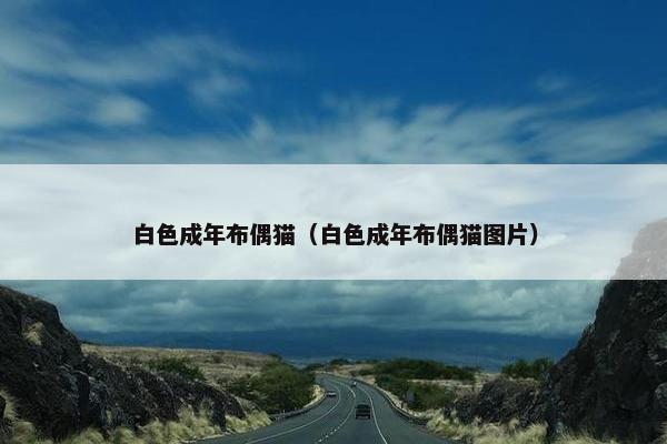 白色成年布偶猫（白色成年布偶猫图片）