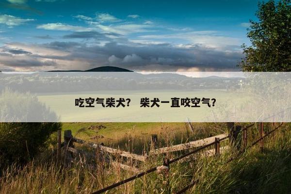 吃空气柴犬？ 柴犬一直咬空气？