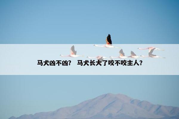 马犬凶不凶？ 马犬长大了咬不咬主人？