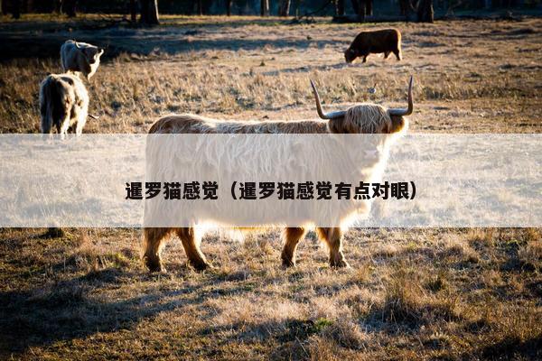 暹罗猫感觉（暹罗猫感觉有点对眼）