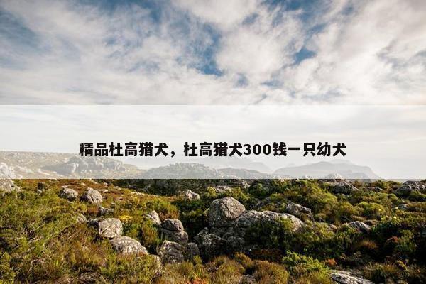 精品杜高猎犬，杜高猎犬300钱一只幼犬