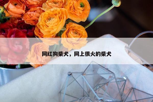 网红狗柴犬，网上很火的柴犬