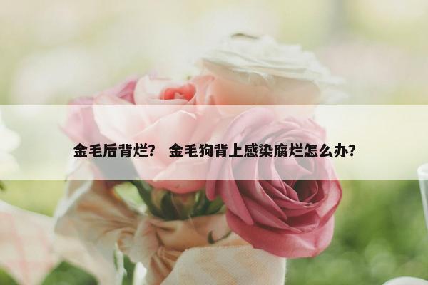 金毛后背烂？ 金毛狗背上感染腐烂怎么办？