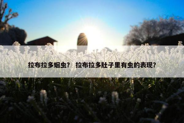 拉布拉多蛔虫？ 拉布拉多肚子里有虫的表现？