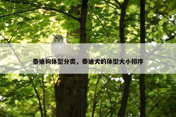 泰迪狗体型分类，泰迪犬的体型大小排序
