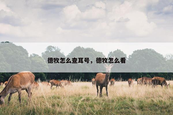 德牧怎么查耳号，德牧怎么看