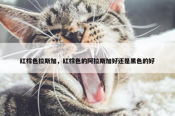 红棕色拉斯加，红棕色的阿拉斯加好还是黑色的好
