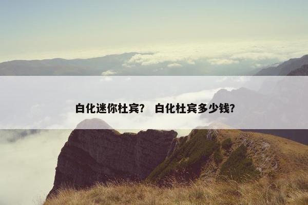 白化迷你杜宾？ 白化杜宾多少钱？