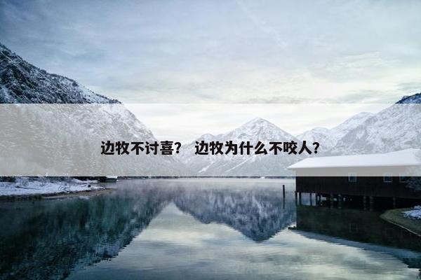边牧不讨喜？ 边牧为什么不咬人？