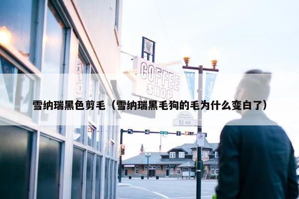 雪纳瑞黑色剪毛（雪纳瑞黑毛狗的毛为什么变白了）