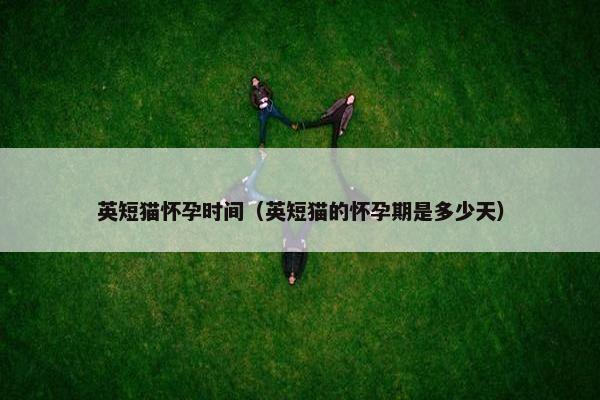 英短猫怀孕时间（英短猫的怀孕期是多少天）