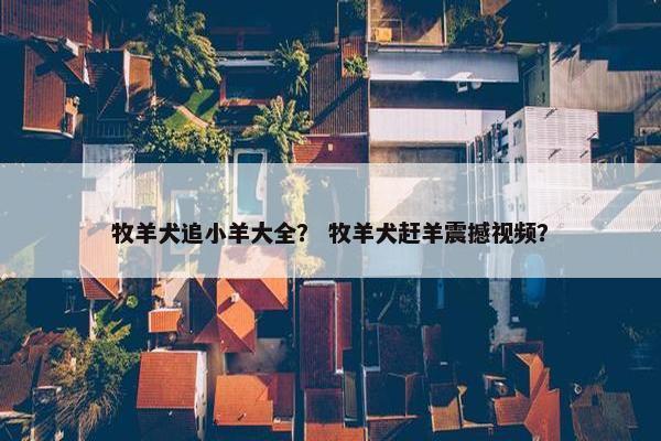 牧羊犬追小羊大全？ 牧羊犬赶羊震撼视频？