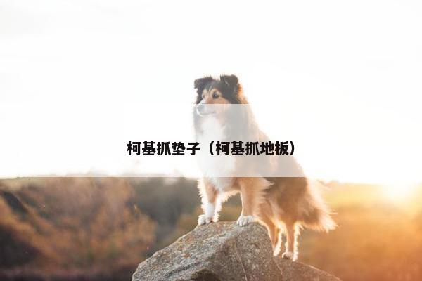 柯基抓垫子（柯基抓地板）