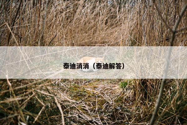泰迪消消（泰迪解答）