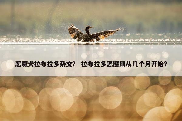 恶魔犬拉布拉多杂交？ 拉布拉多恶魔期从几个月开始？
