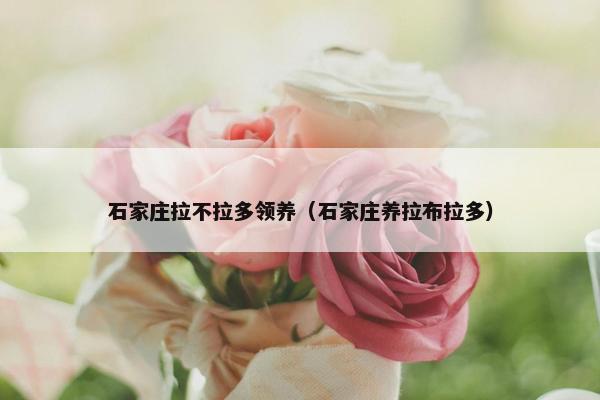 石家庄拉不拉多领养（石家庄养拉布拉多）