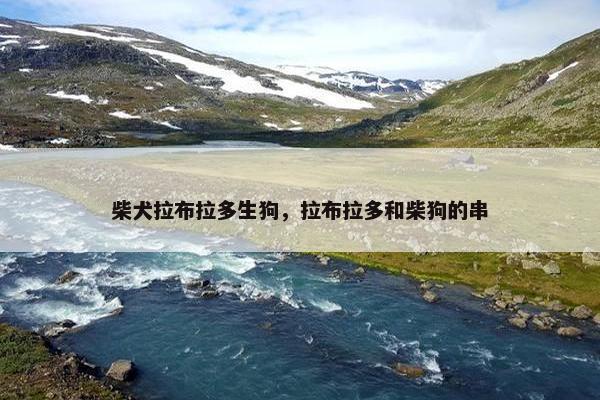 柴犬拉布拉多生狗，拉布拉多和柴狗的串