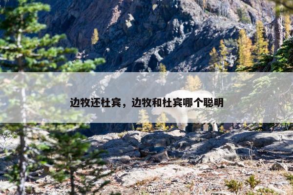 边牧还杜宾，边牧和杜宾哪个聪明