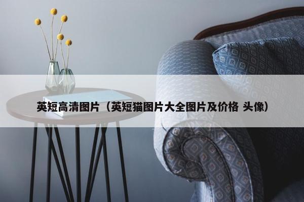 英短高清图片（英短猫图片大全图片及价格 头像）