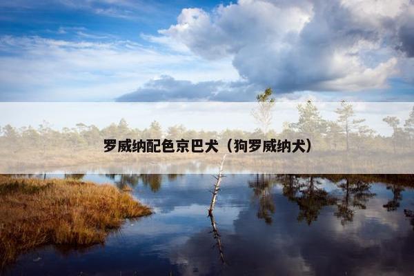 罗威纳配色京巴犬（狗罗威纳犬）