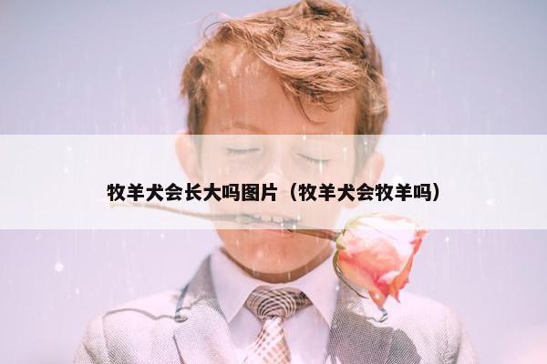 牧羊犬会长大吗图片（牧羊犬会牧羊吗）