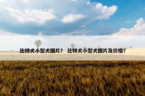 比特犬小型犬图片？ 比特犬小型犬图片及价格？