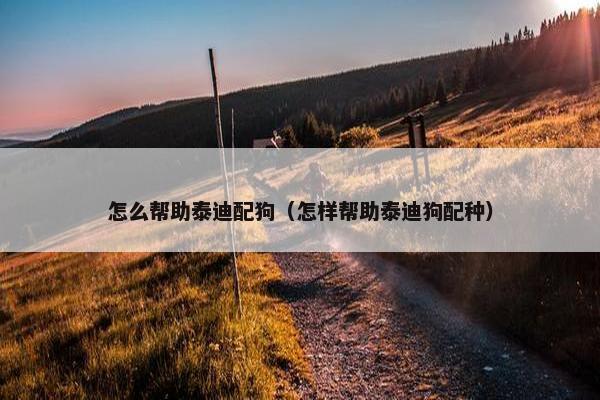怎么帮助泰迪配狗（怎样帮助泰迪狗配种）