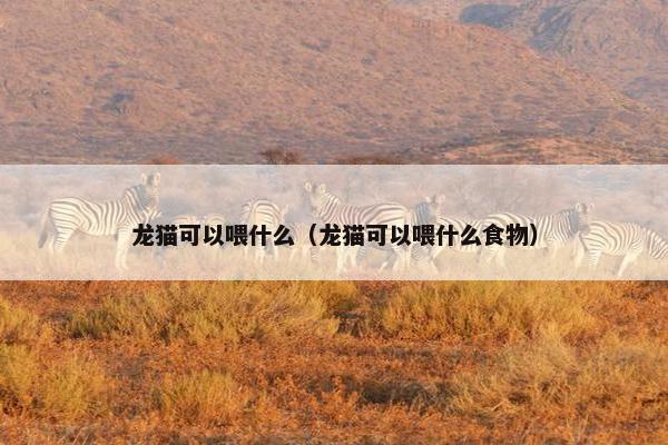 龙猫可以喂什么（龙猫可以喂什么食物）