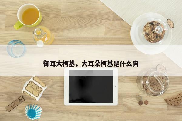 御耳大柯基，大耳朵柯基是什么狗