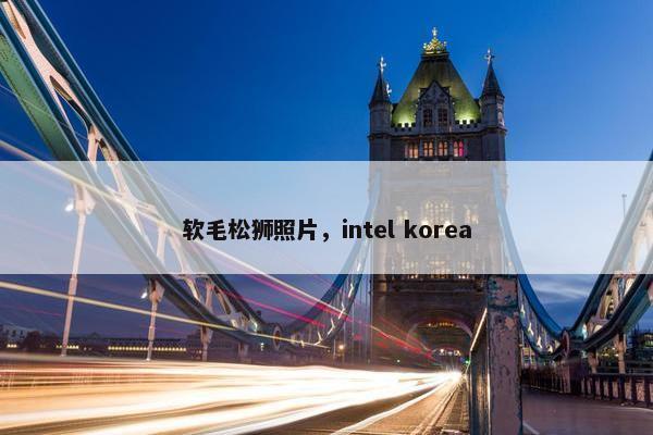 软毛松狮照片，intel korea