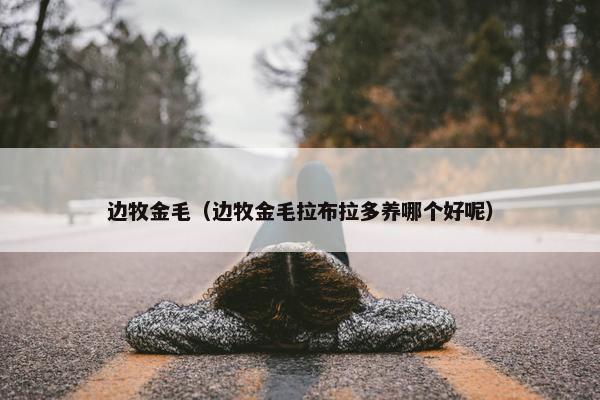 边牧金毛（边牧金毛拉布拉多养哪个好呢）