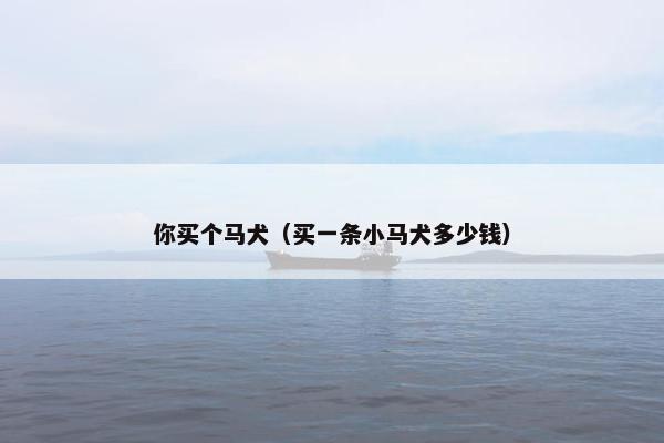 你买个马犬（买一条小马犬多少钱）