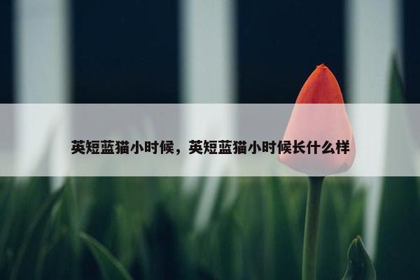 英短蓝猫小时候，英短蓝猫小时候长什么样