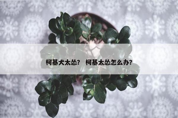 柯基犬太怂？ 柯基太怂怎么办？