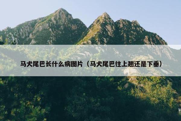 马犬尾巴长什么病图片（马犬尾巴往上翘还是下垂）