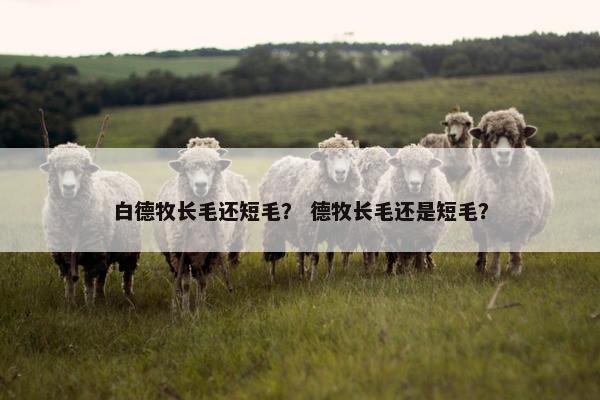 白德牧长毛还短毛？ 德牧长毛还是短毛？