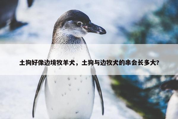 土狗好像边境牧羊犬，土狗与边牧犬的串会长多大?