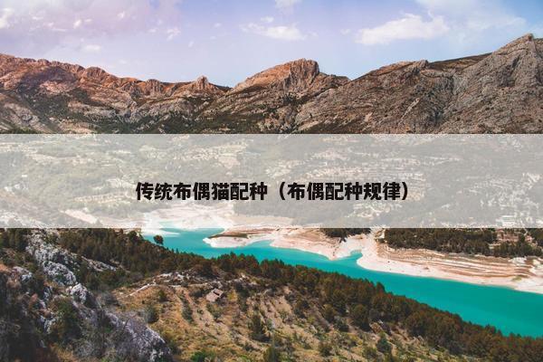 传统布偶猫配种（布偶配种规律）