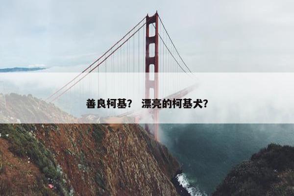 善良柯基？ 漂亮的柯基犬？