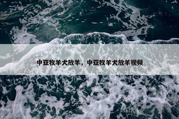 中亚牧羊犬放羊，中亚牧羊犬放羊视频