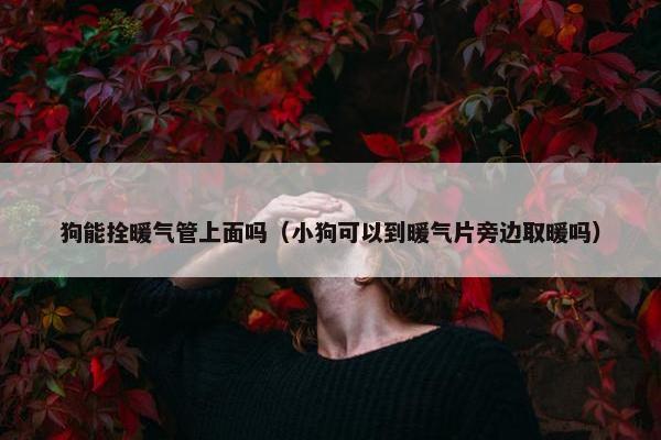 狗能拴暖气管上面吗（小狗可以到暖气片旁边取暖吗）