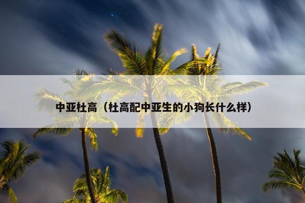 中亚杜高（杜高配中亚生的小狗长什么样）