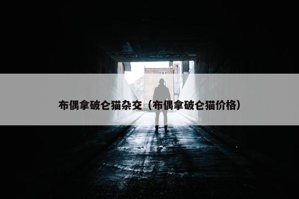 布偶拿破仑猫杂交（布偶拿破仑猫价格）