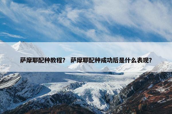 萨摩耶配种教程？ 萨摩耶配种成功后是什么表现？